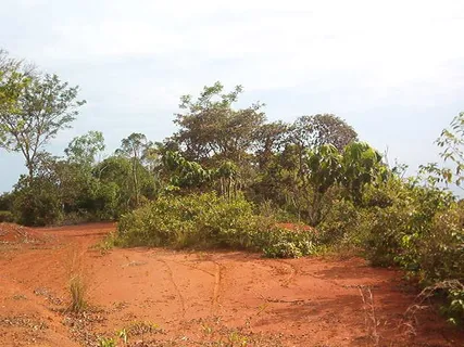 a view of a big yard