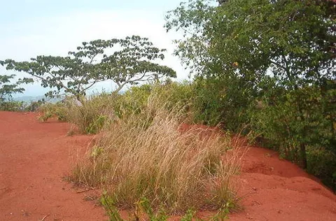 a view of a lush green forest with trees in the background