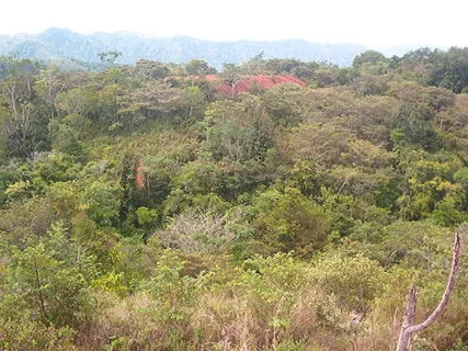 a view of a forest with mountains in the background