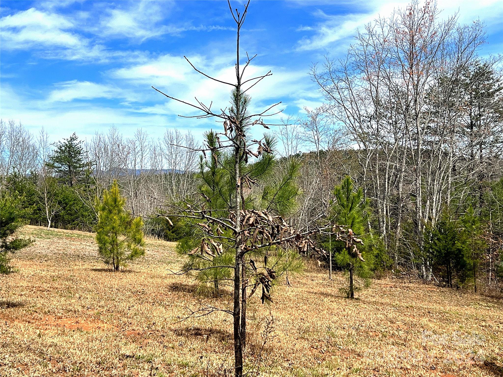 V/l Hickory Loop Road, Unit 5 Rutherfordton, NC 28139 - Photo 17 of 34 a view of a yard with a tree