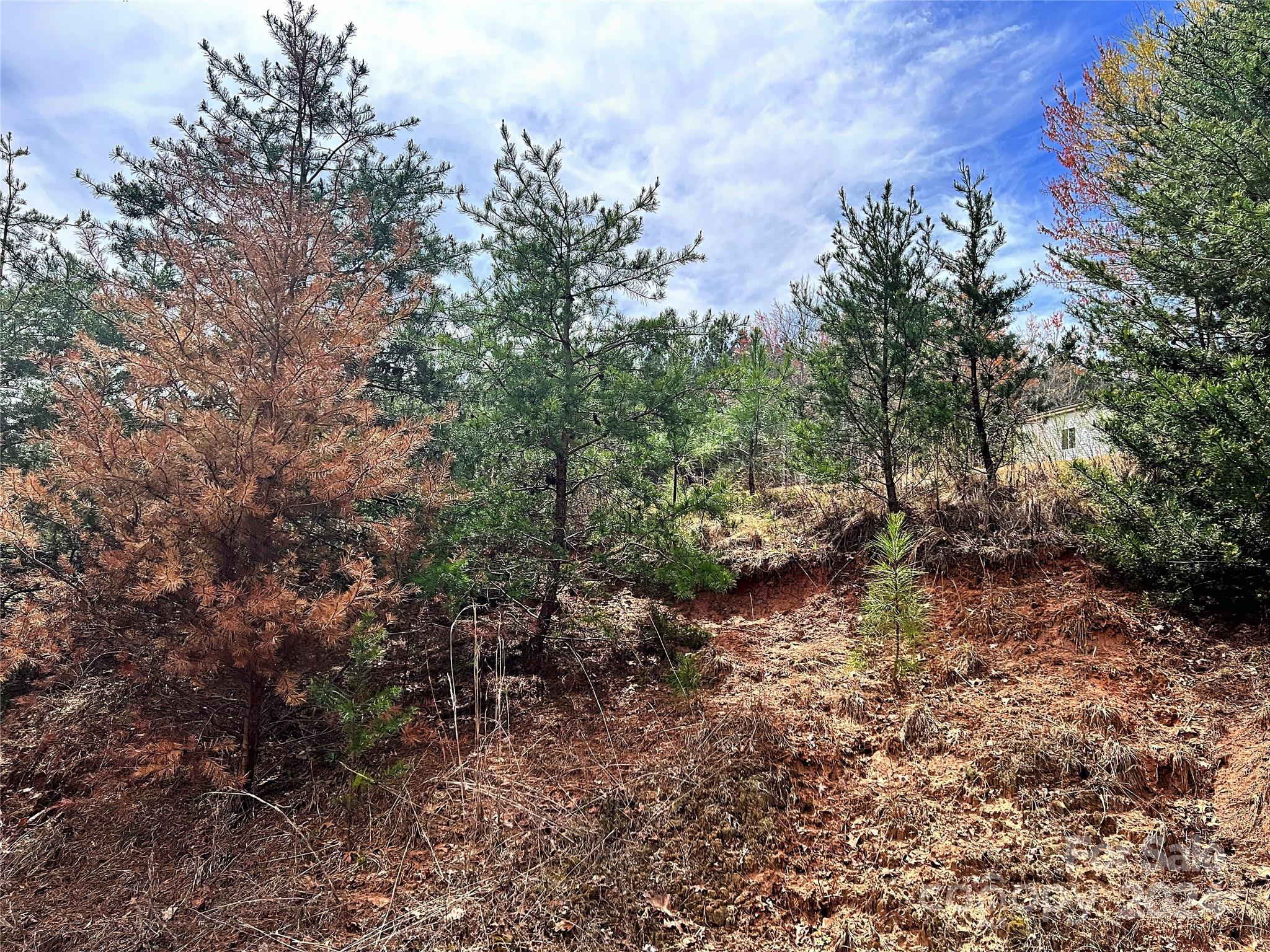 V/l Hickory Loop Road, Unit 5 Rutherfordton, NC 28139 - Photo 26 of 34 a view of a forest with trees in the background