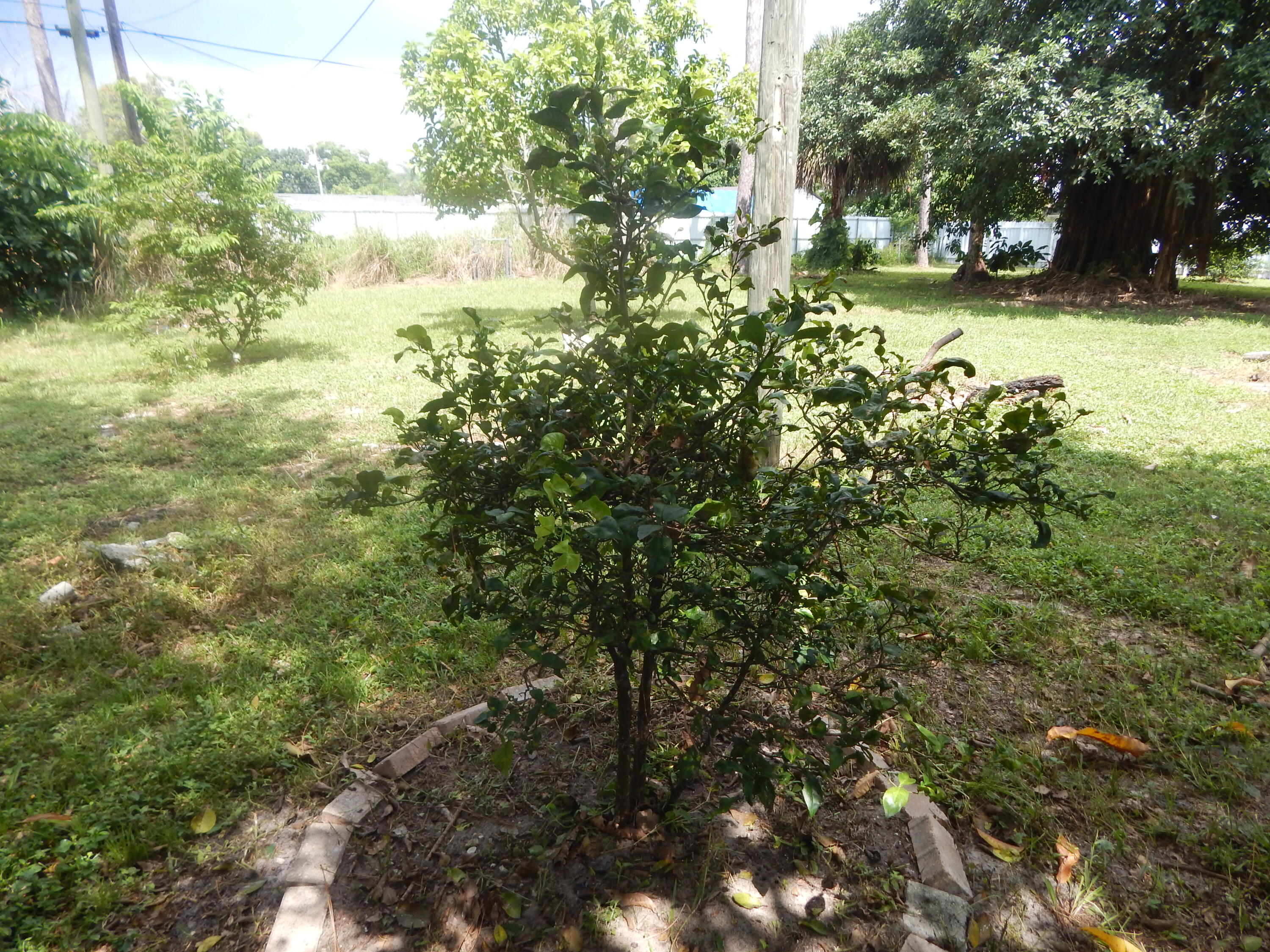 5783 Mango Road Royal Palm Estates, FL 33413 - Photo 17 of 47 a view of a yard with plants and large trees