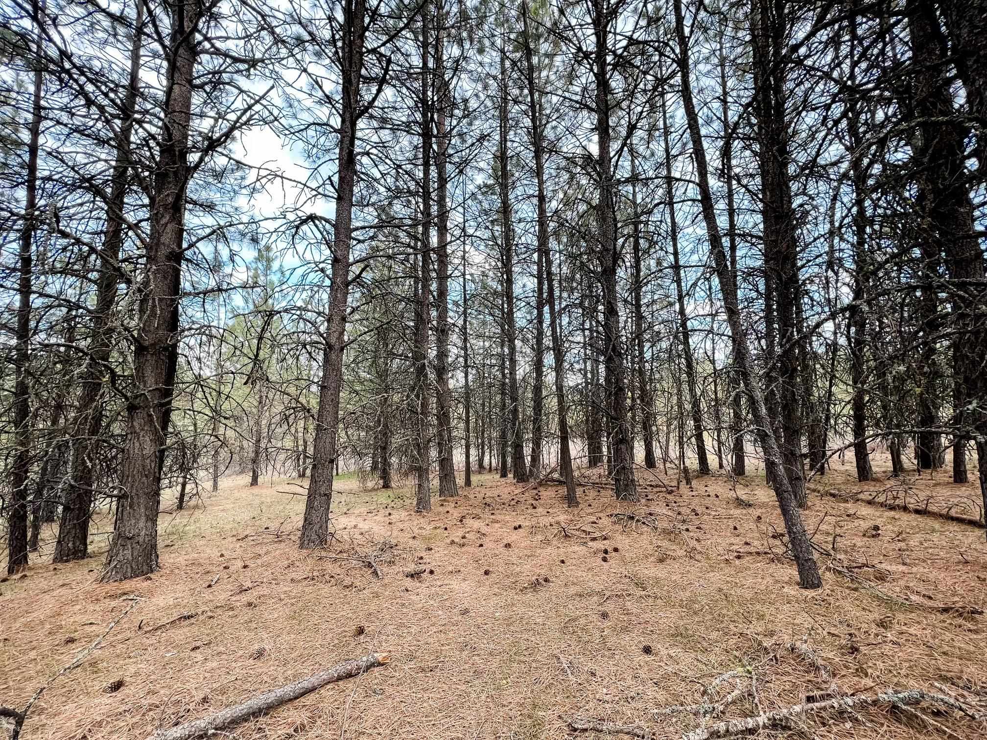 63 X Mahoney Road Colville, WA 99114 - Photo 11 of 17