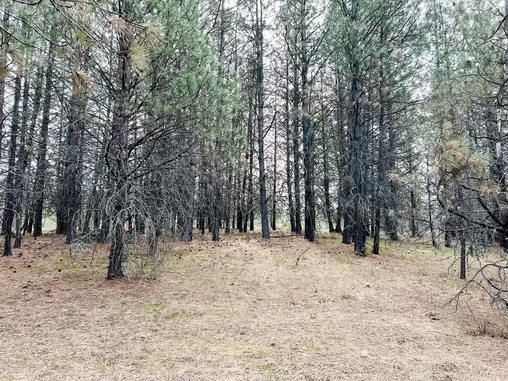 63 X Mahoney Road Colville, WA 99114 - Photo 14 of 17