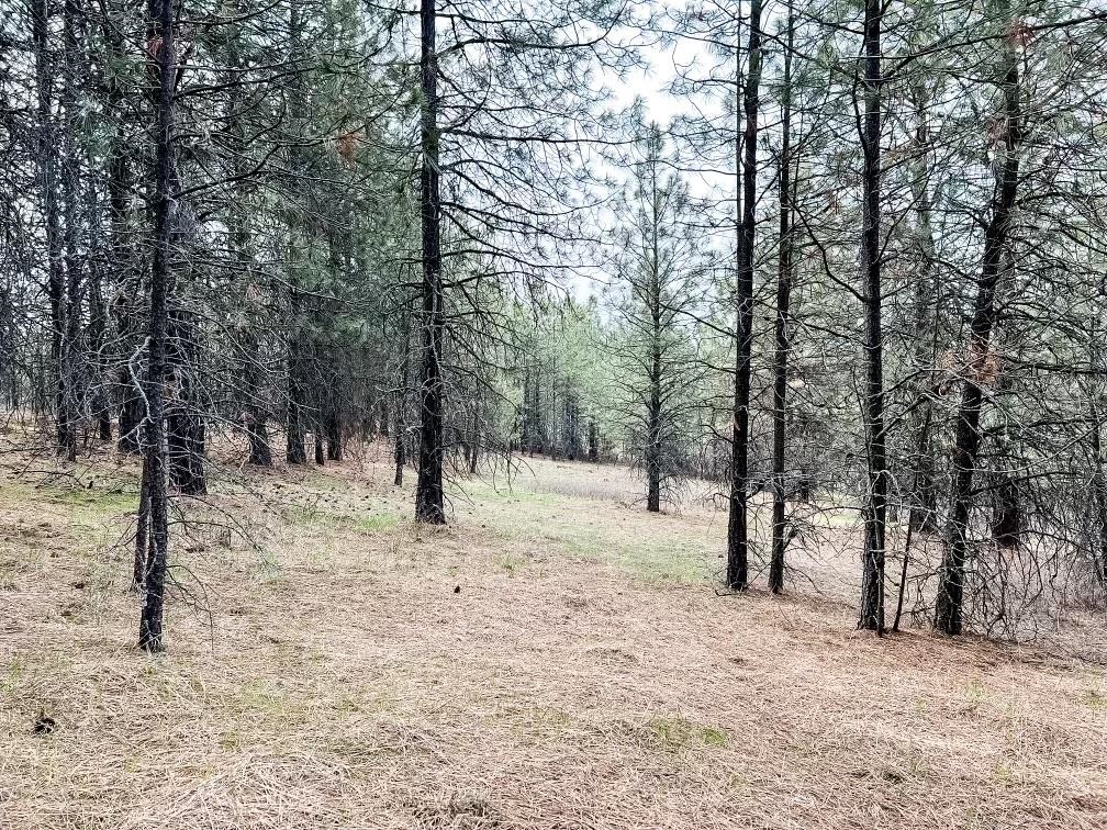 63 X Mahoney Road Colville, WA 99114 - Photo 5 of 17