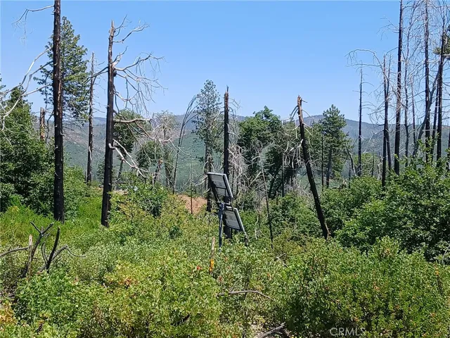 a view of a yard with plants and a large tree