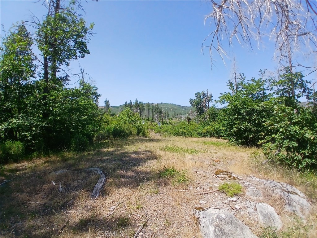 13392 Hog Ranch Road Oroville, CA 95965 - Photo 4 of 13 a view of a yard with plants and a trees