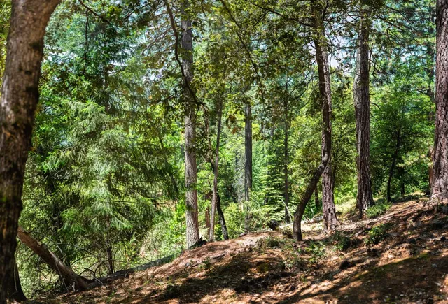 a view of a forest filled with trees