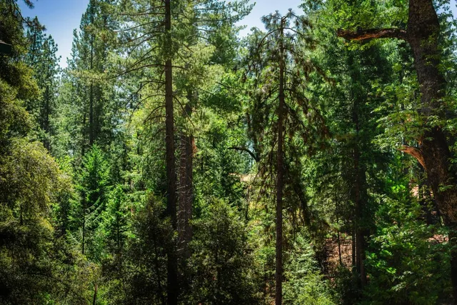 a view of a lush green forest