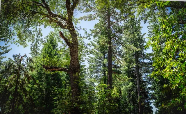 a view of a tree in a forest