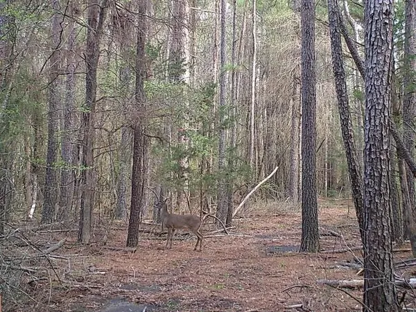 $385,000 | 0 Cr-3401, Avery, TX 75554