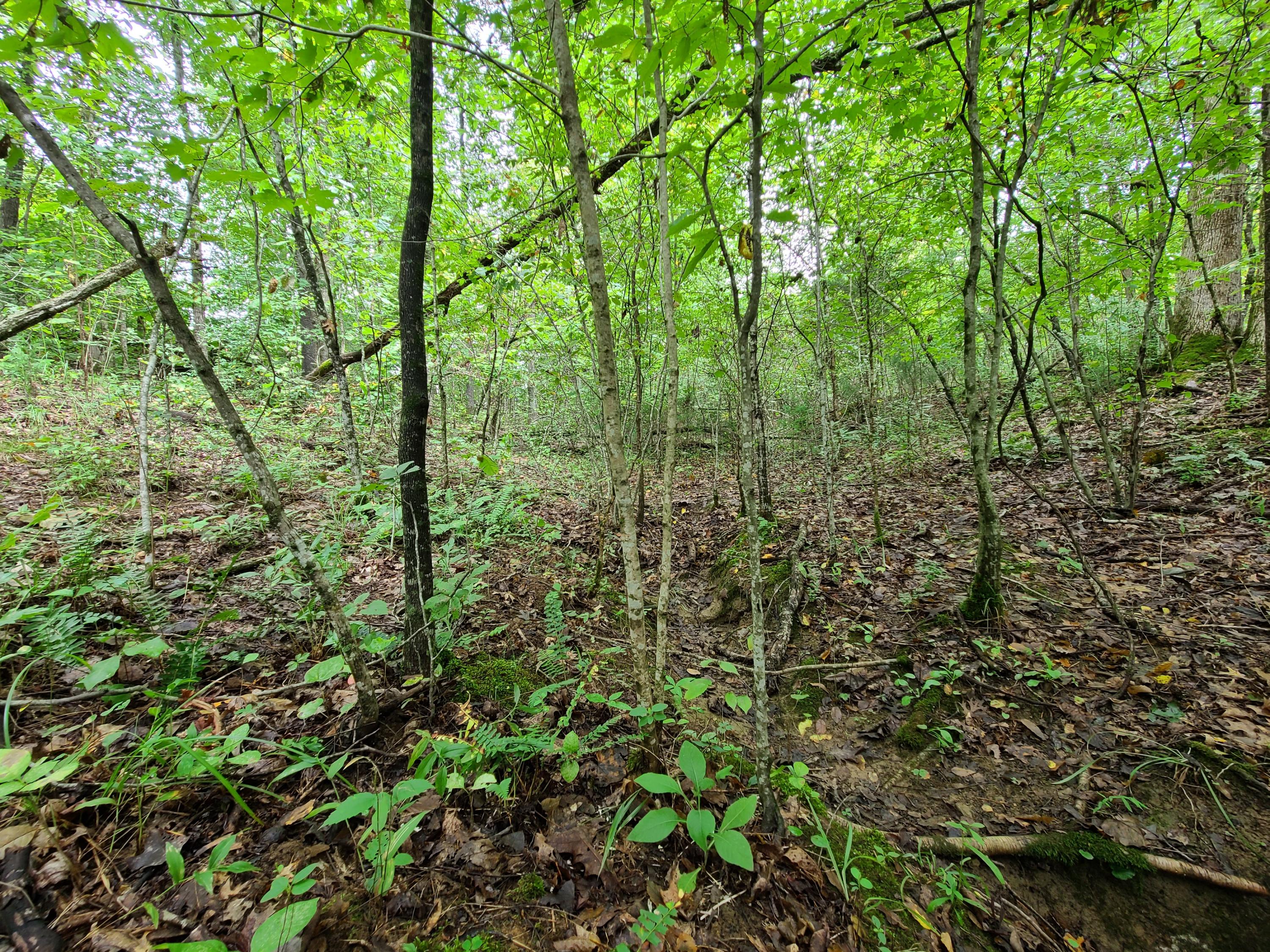4.26-acre Fork Road Greenback, TN 37742 - Photo 16 of 40 20200917_145251