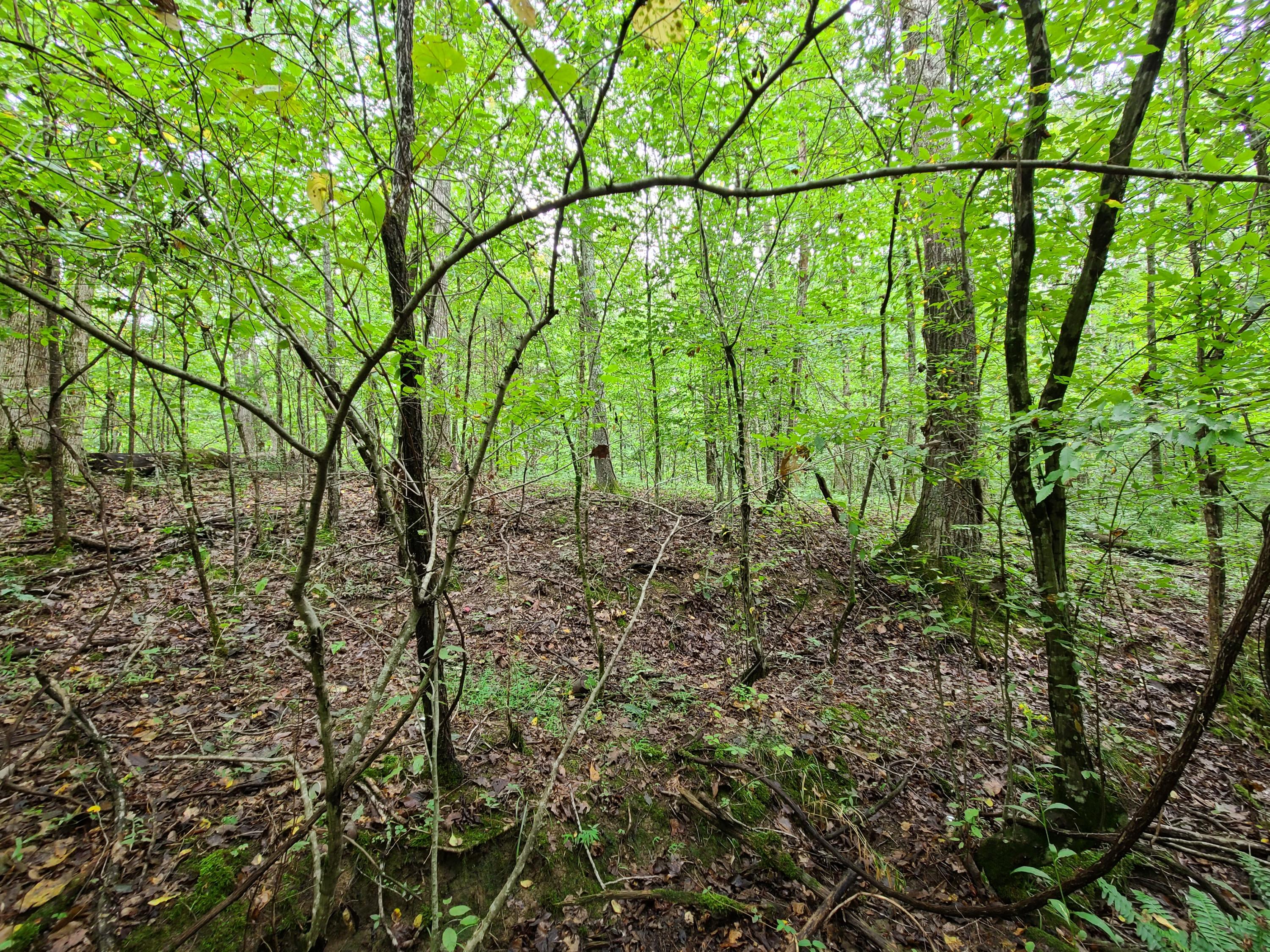 4.26-acre Fork Road Greenback, TN 37742 - Photo 17 of 40 20200917_145235