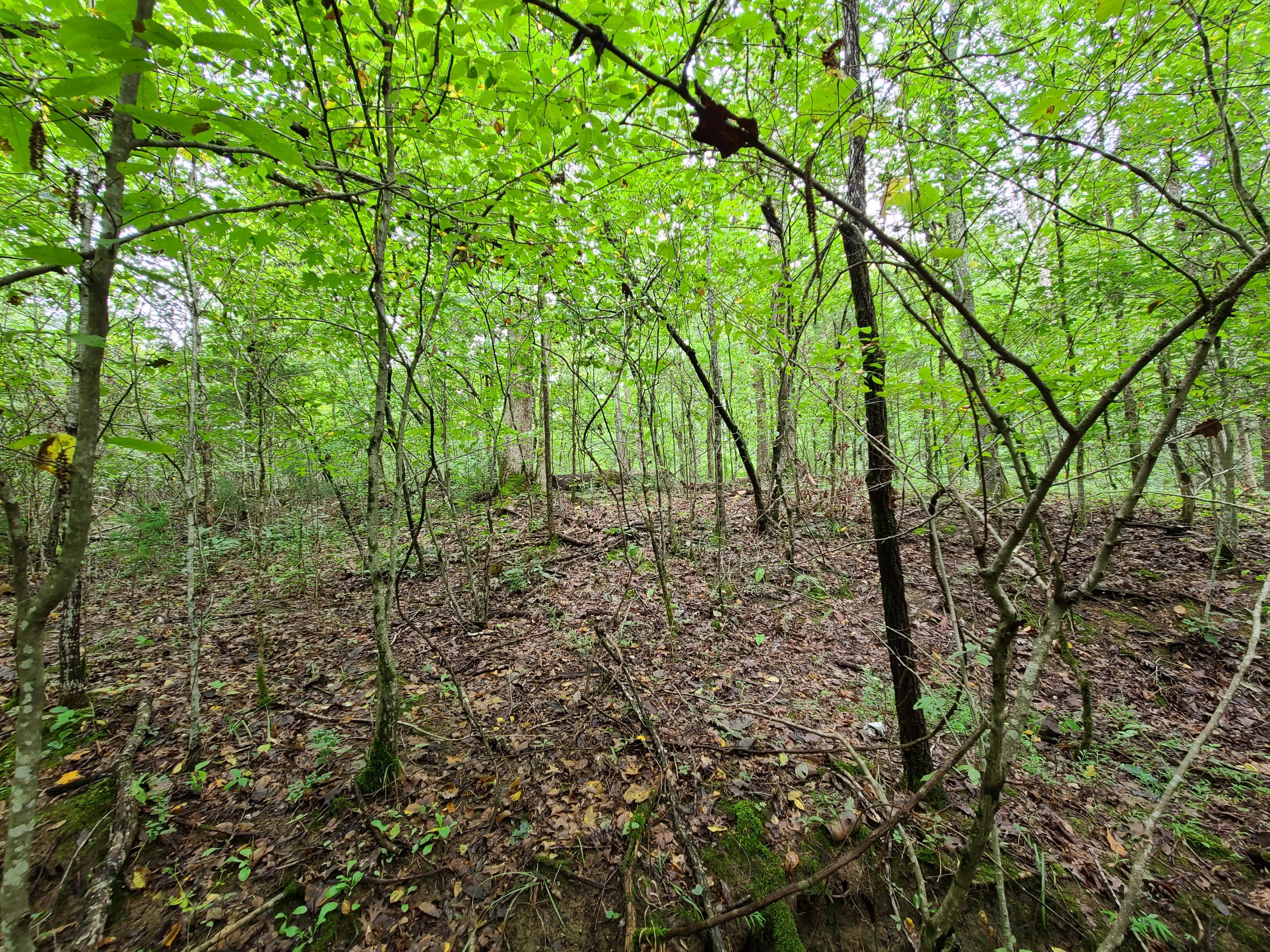 4.26-acre Fork Road Greenback, TN 37742 - Photo 18 of 40 20200917_145230