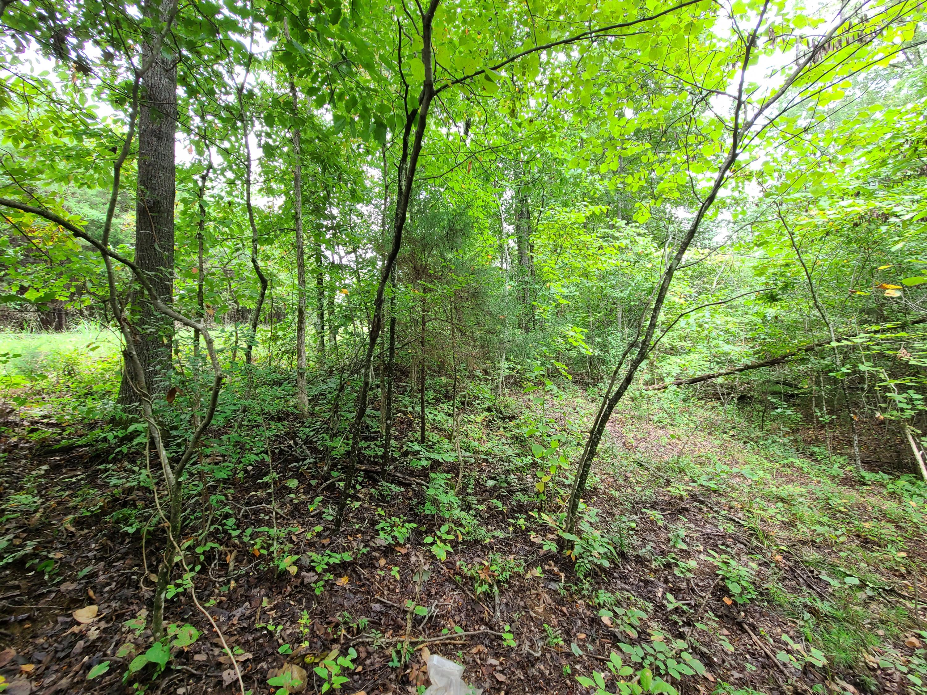 4.26-acre Fork Road Greenback, TN 37742 - Photo 19 of 40 20200917_145144