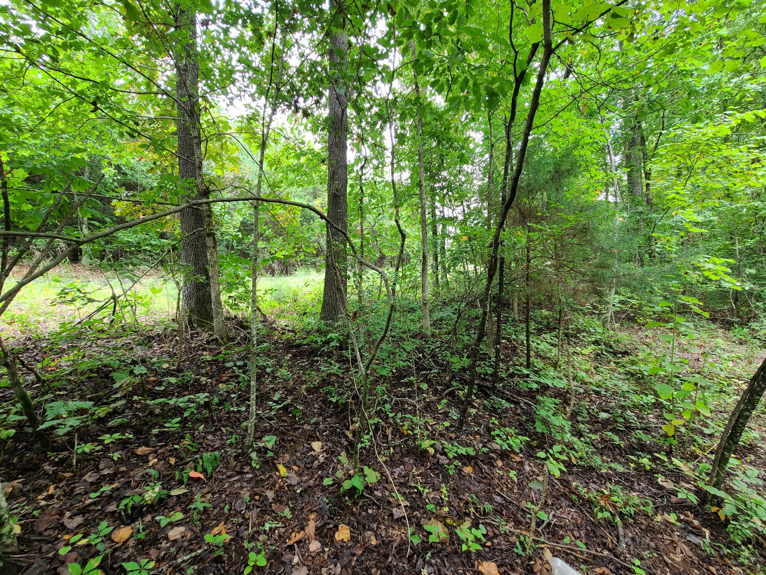 4.26-acre Fork Road Greenback, TN 37742 - Photo 20 of 40 20200917_145142