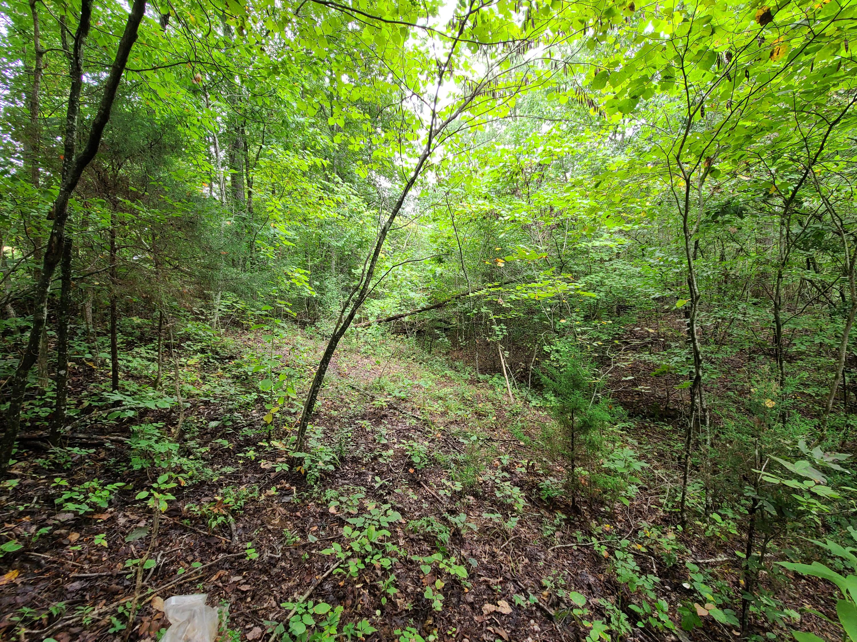 4.26-acre Fork Road Greenback, TN 37742 - Photo 21 of 40 20200917_145137