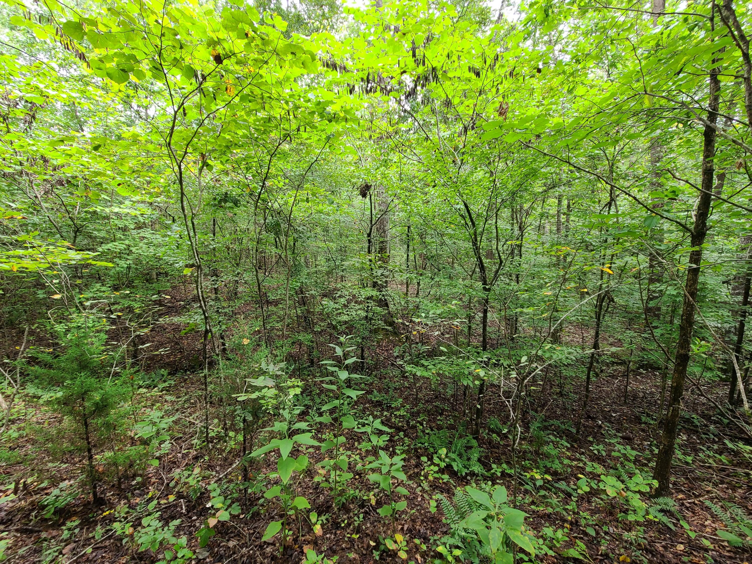 4.26-acre Fork Road Greenback, TN 37742 - Photo 22 of 40 20200917_145134