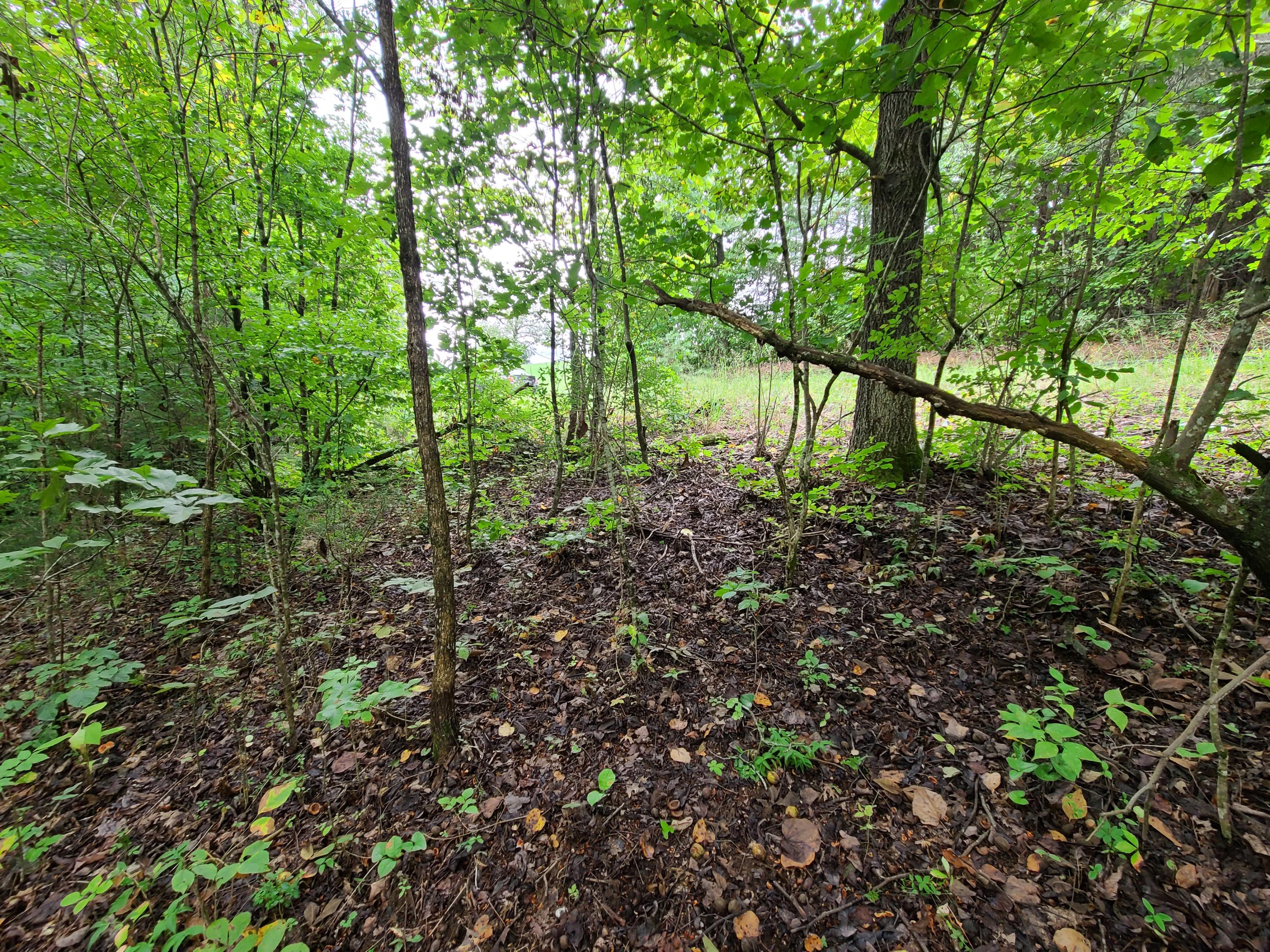 4.26-acre Fork Road Greenback, TN 37742 - Photo 23 of 40 20200917_145130