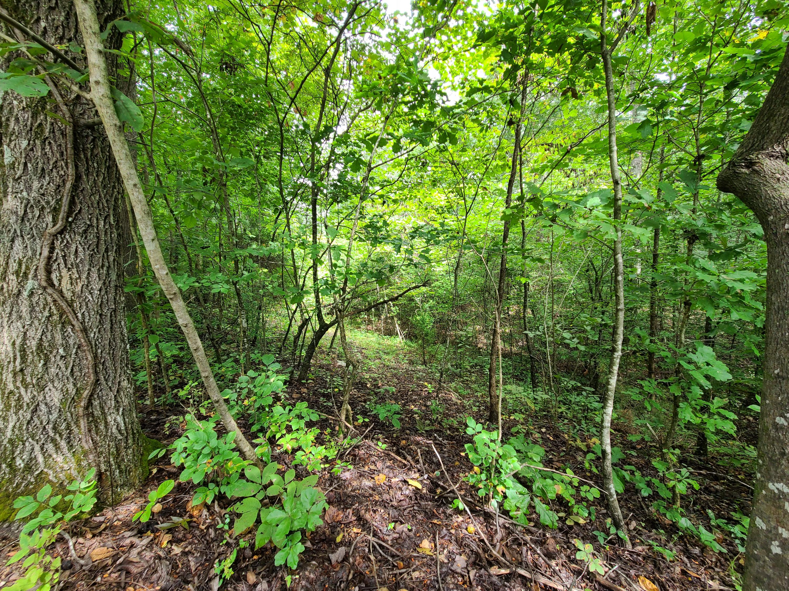 4.26-acre Fork Road Greenback, TN 37742 - Photo 24 of 40 20200917_144427