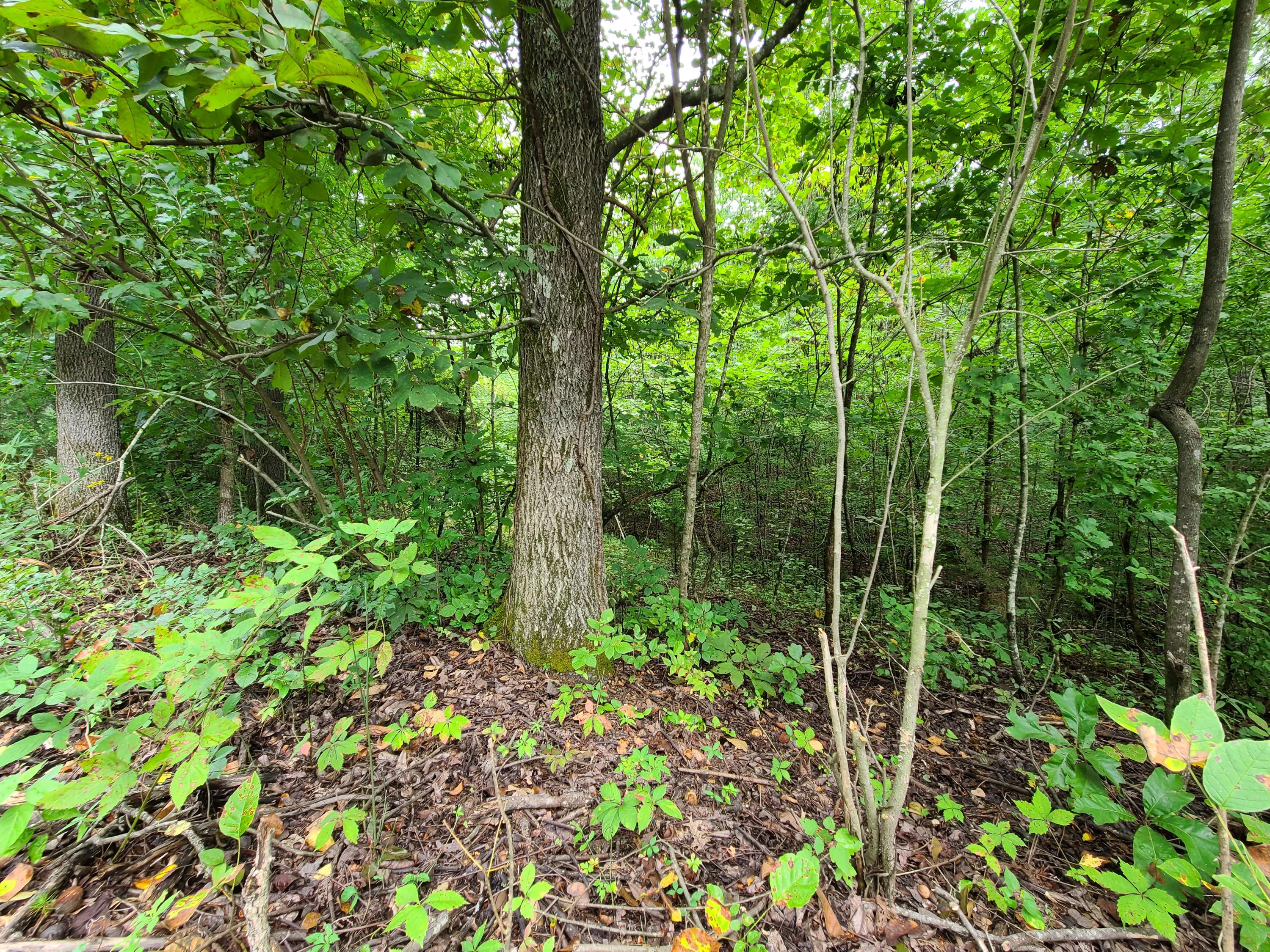 4.26-acre Fork Road Greenback, TN 37742 - Photo 25 of 40 20200917_144406