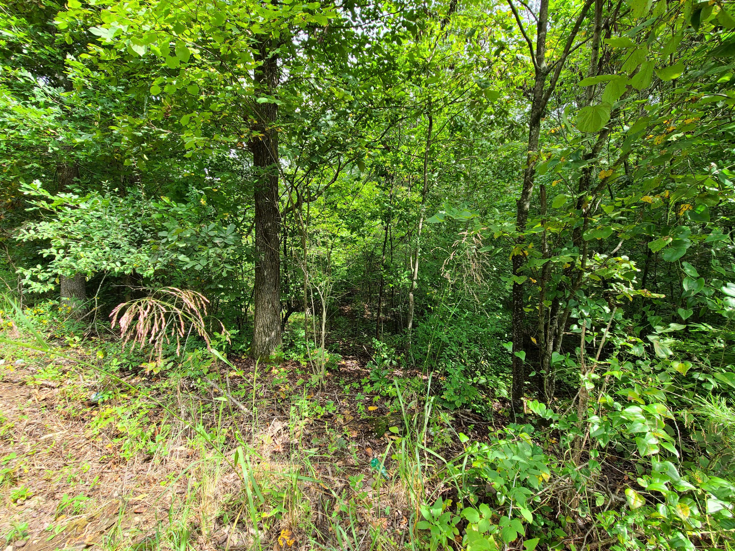 4.26-acre Fork Road Greenback, TN 37742 - Photo 26 of 40 20200917_144325
