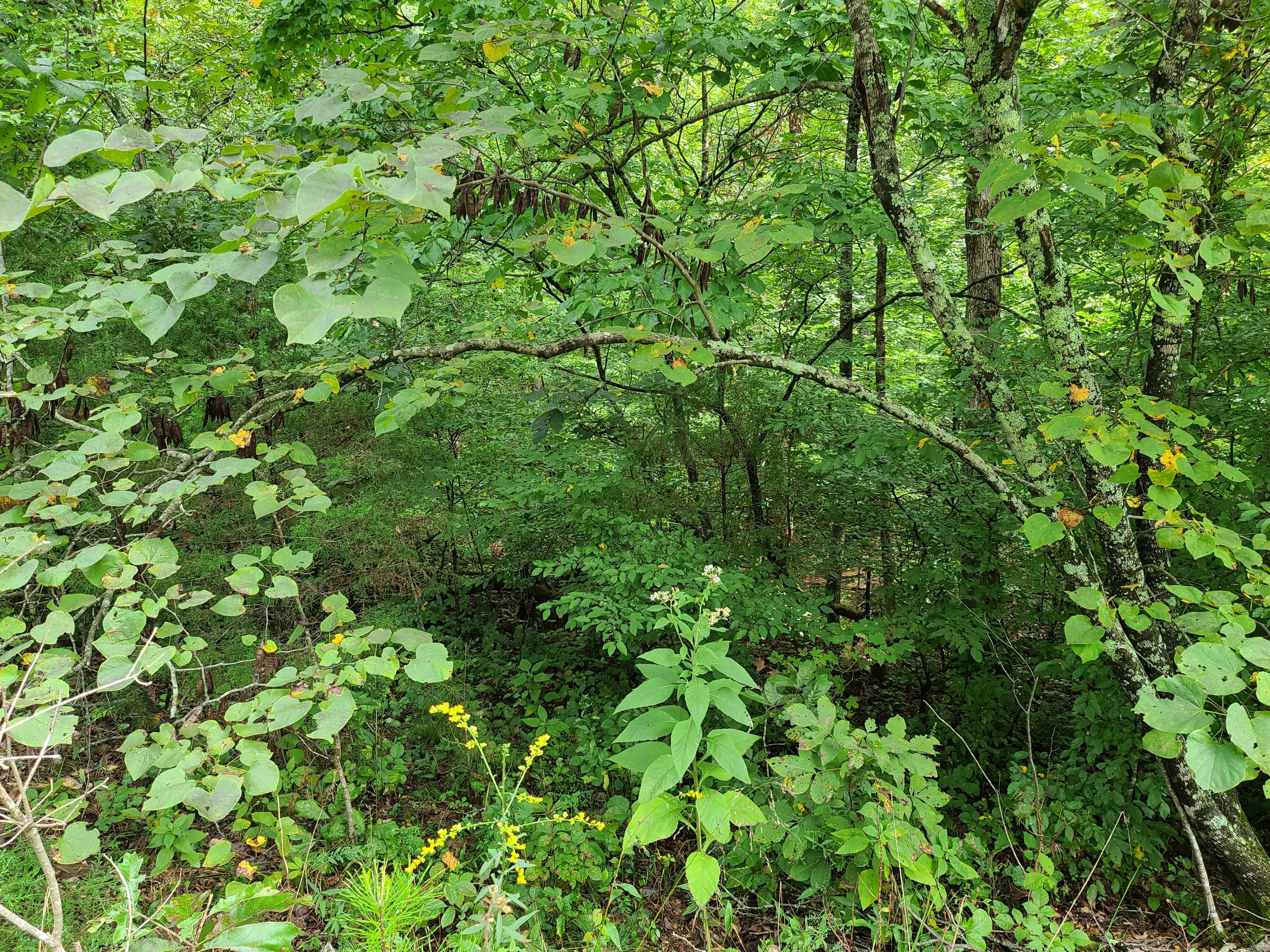 4.26-acre Fork Road Greenback, TN 37742 - Photo 27 of 40 20200917_144200