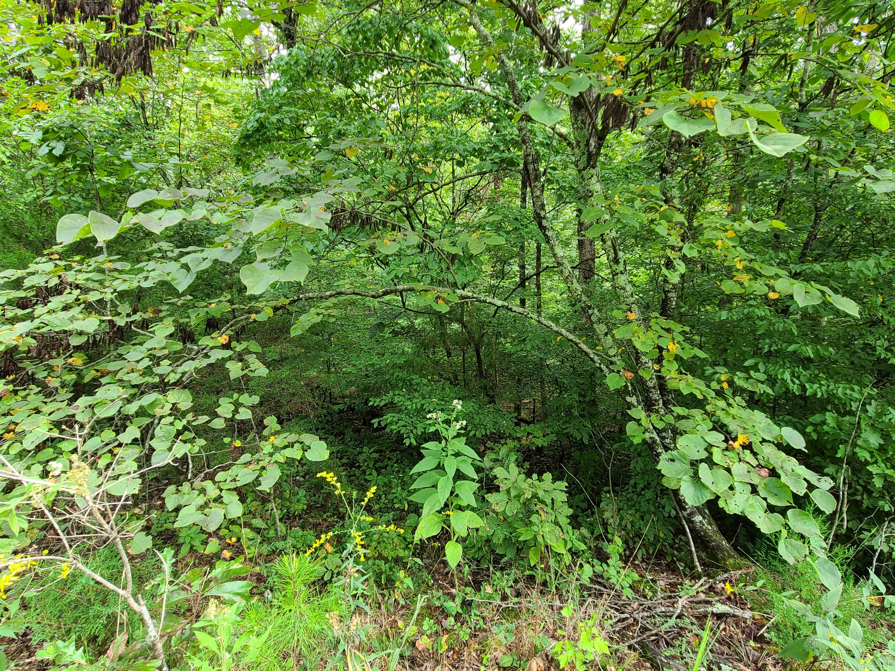 4.26-acre Fork Road Greenback, TN 37742 - Photo 28 of 40 20200917_144153