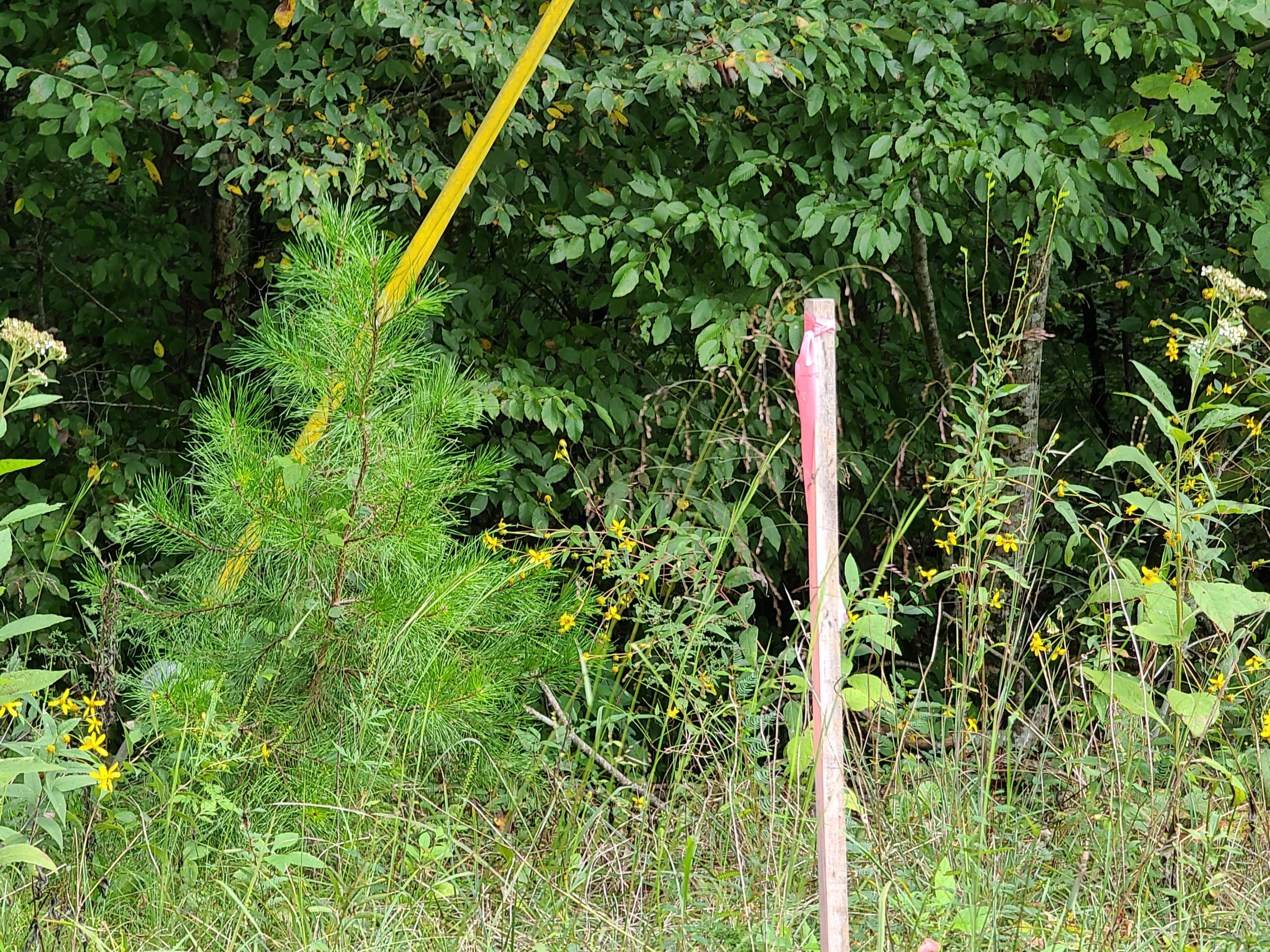 4.26-acre Fork Road Greenback, TN 37742 - Photo 34 of 40 20200917_143942