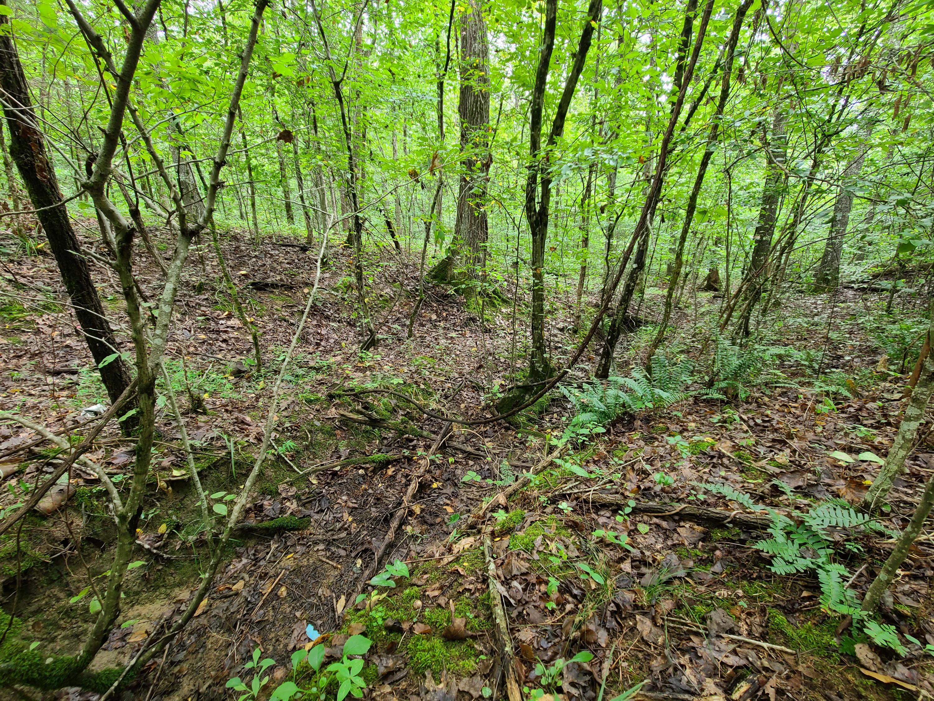4.26-acre Fork Road Greenback, TN 37742 - Photo 8 of 40 20200917_145216