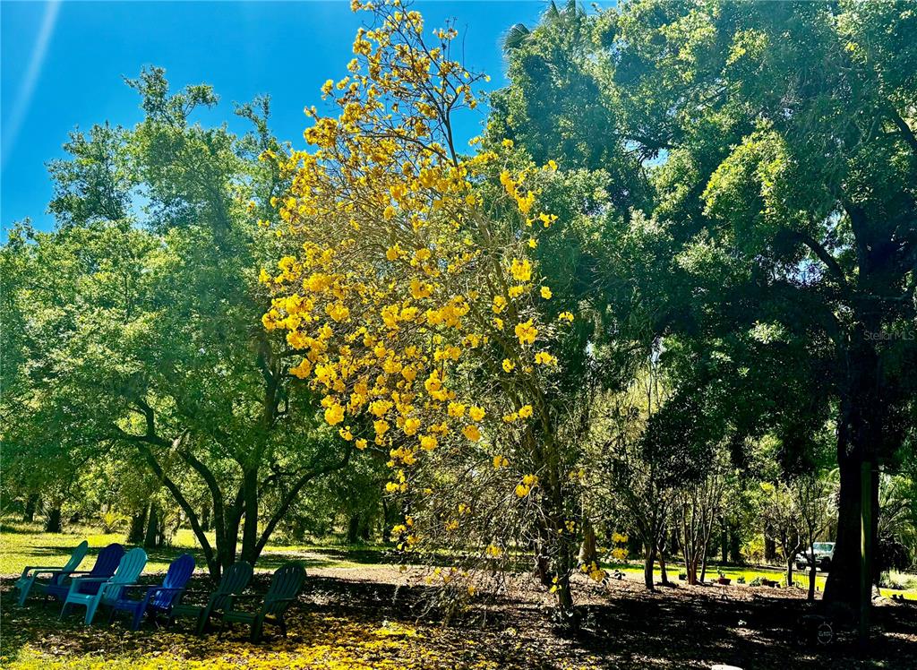 6037 Lake Erie Road Groveland, FL 34736 - Photo 45 of 67 a view of a yard with plants and trees