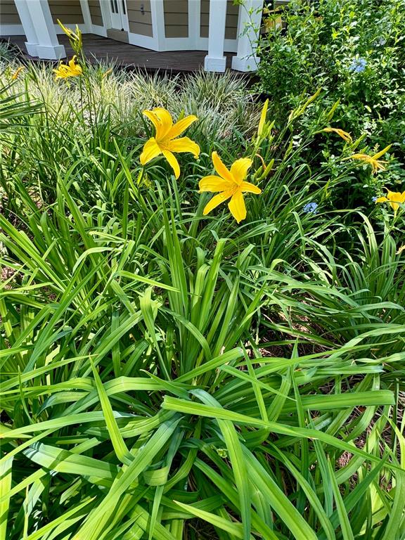 6037 Lake Erie Road Groveland, FL 34736 - Photo 46 of 67 a view of a house with a flower in a garden