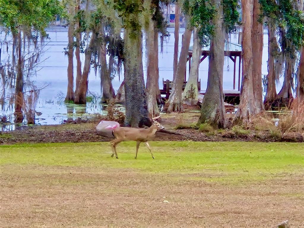 6037 Lake Erie Road Groveland, FL 34736 - Photo 47 of 67