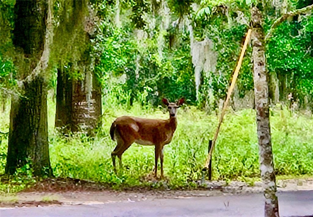 6037 Lake Erie Road Groveland, FL 34736 - Photo 48 of 67
