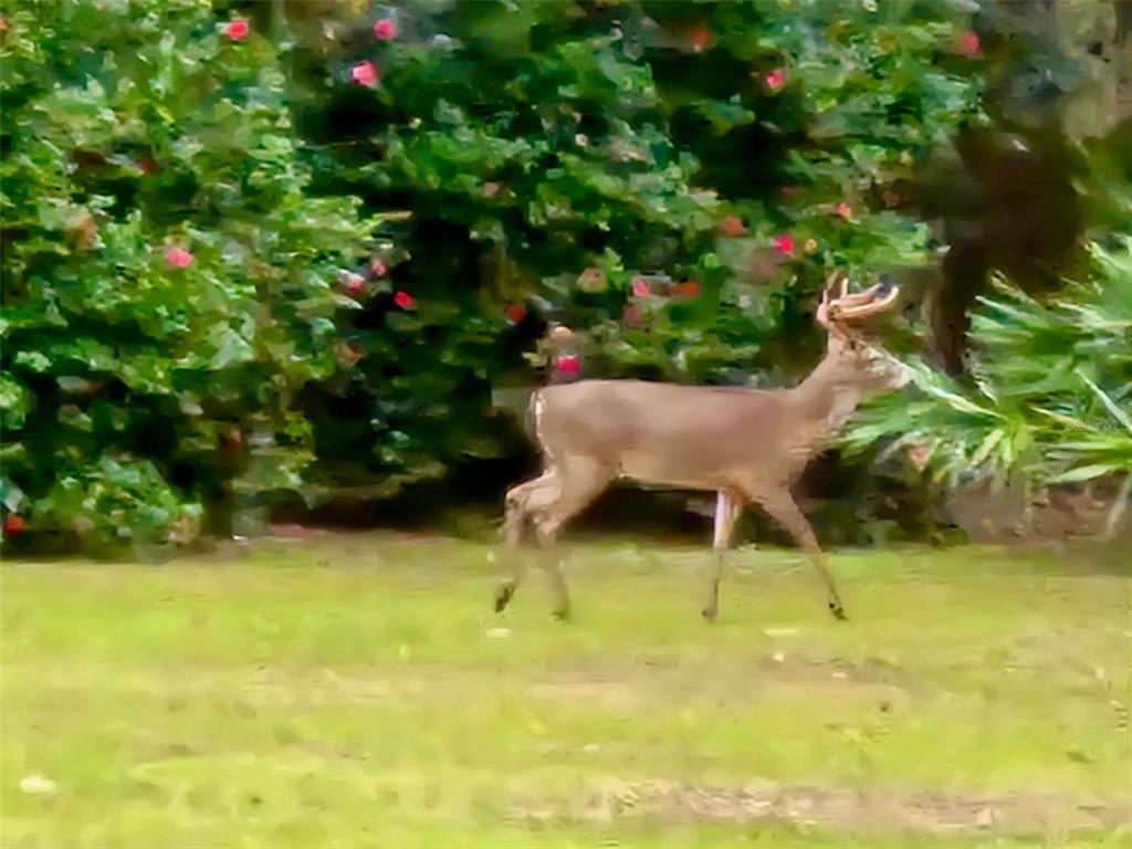 6037 Lake Erie Road Groveland, FL 34736 - Photo 49 of 67
