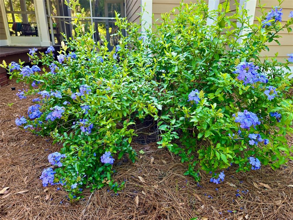 6037 Lake Erie Road Groveland, FL 34736 - Photo 50 of 67