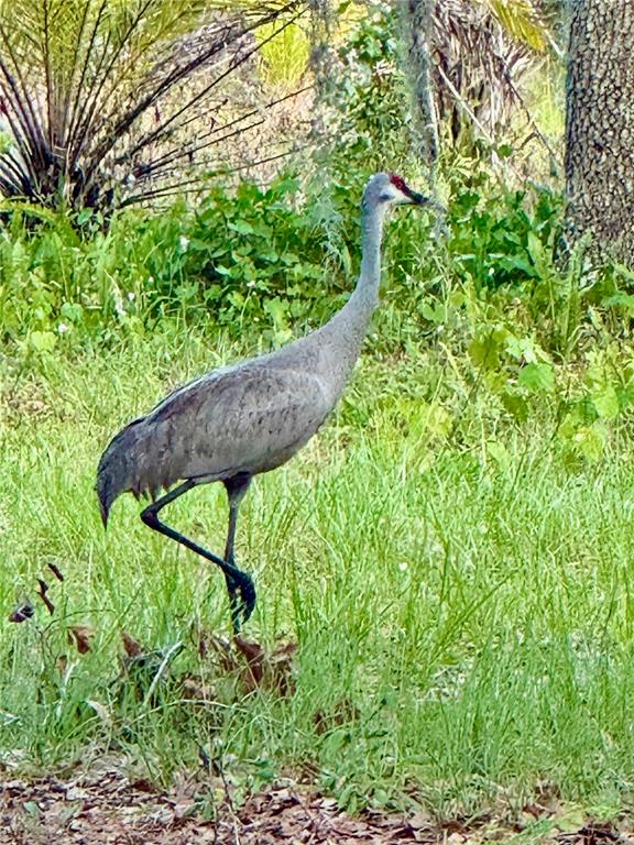 6037 Lake Erie Road Groveland, FL 34736 - Photo 52 of 67 a view of a wooden fence