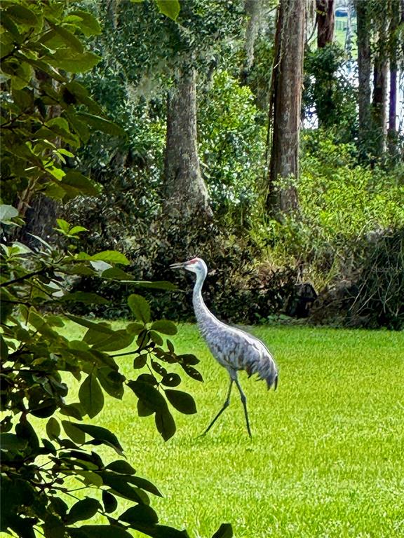 6037 Lake Erie Road Groveland, FL 34736 - Photo 53 of 67 a garden view