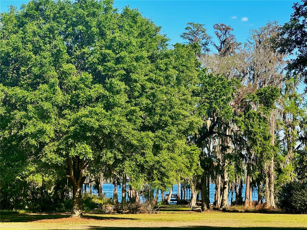 6037 Lake Erie Road Groveland, FL 34736 - Photo 8 of 67 a view of a trees