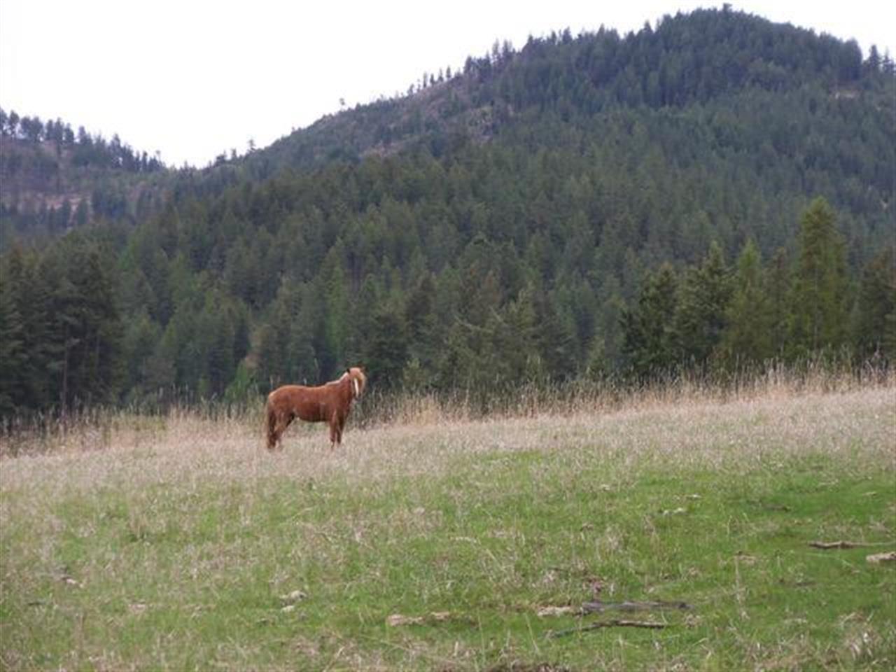 Tbd Anderson Road North Gifford, WA 99131 - Photo 3 of 19