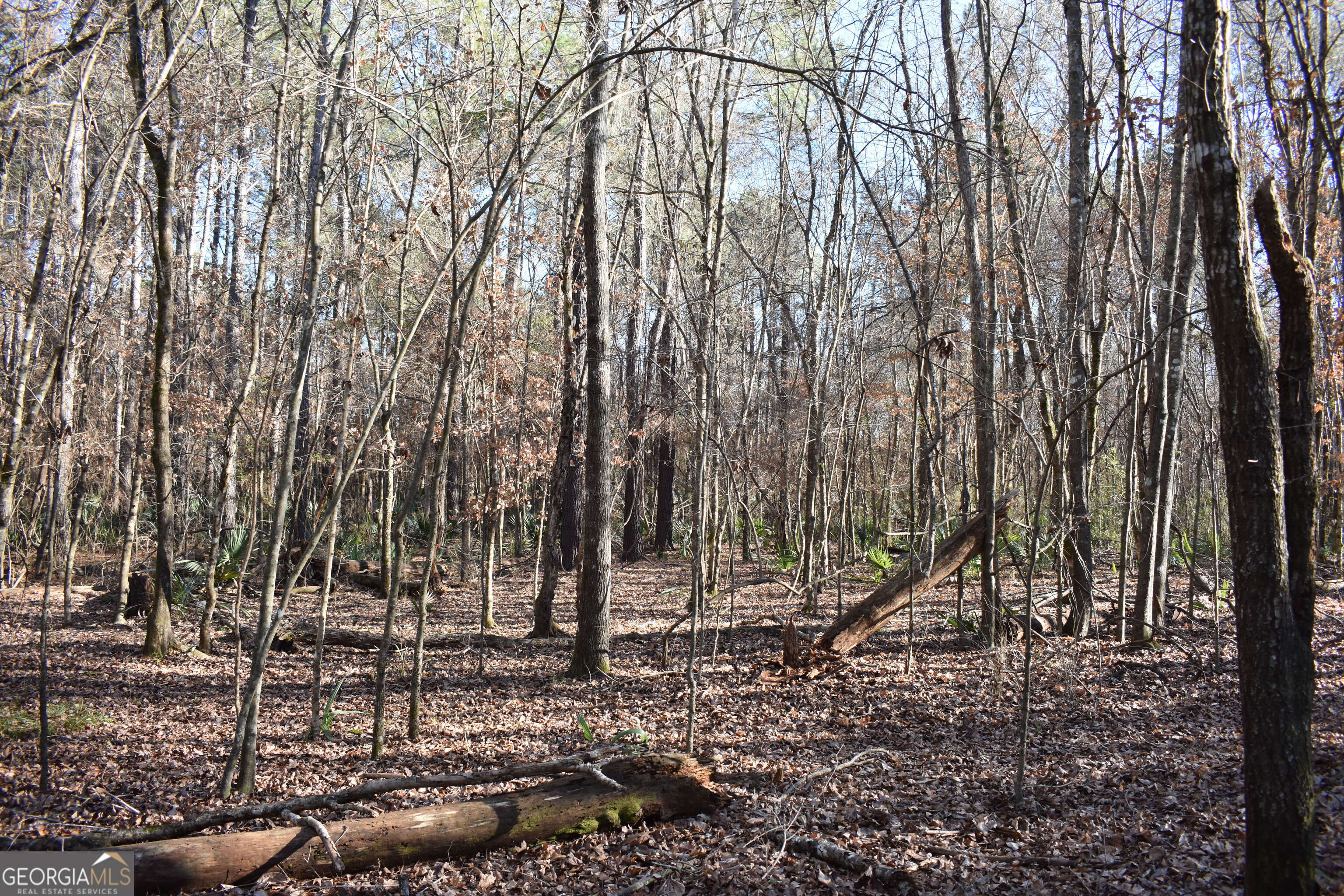 0 Bancroft Road Blakely, GA 39823 - Photo 2 of 7 a backyard of a house with lots of trees