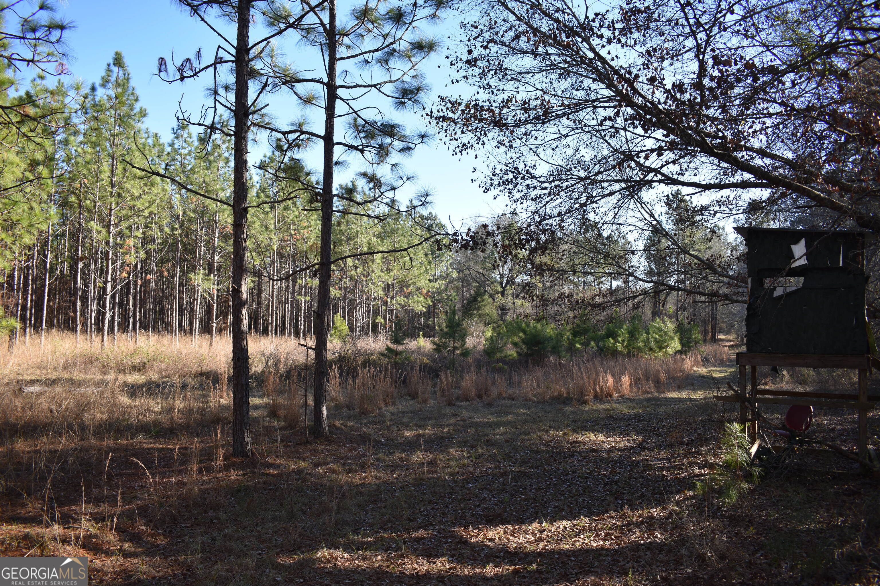 0 Bancroft Road Blakely, GA 39823 - Photo 4 of 7 a backyard of a house with lots of green space