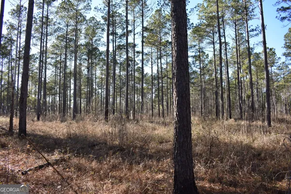 a view of a yard with large trees