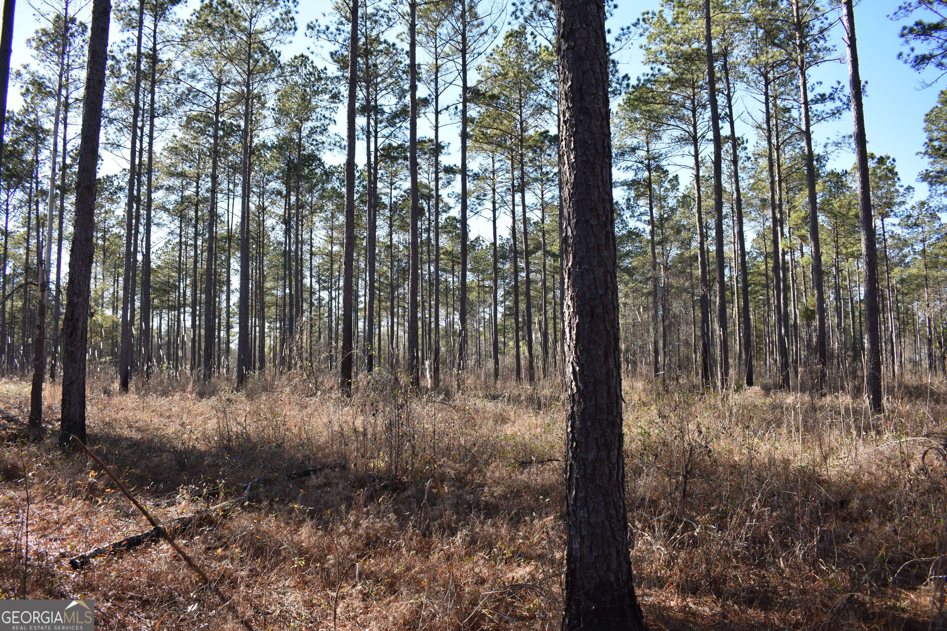 0 Bancroft Road Blakely, GA 39823 - Photo 5 of 7 a view of a yard with large trees