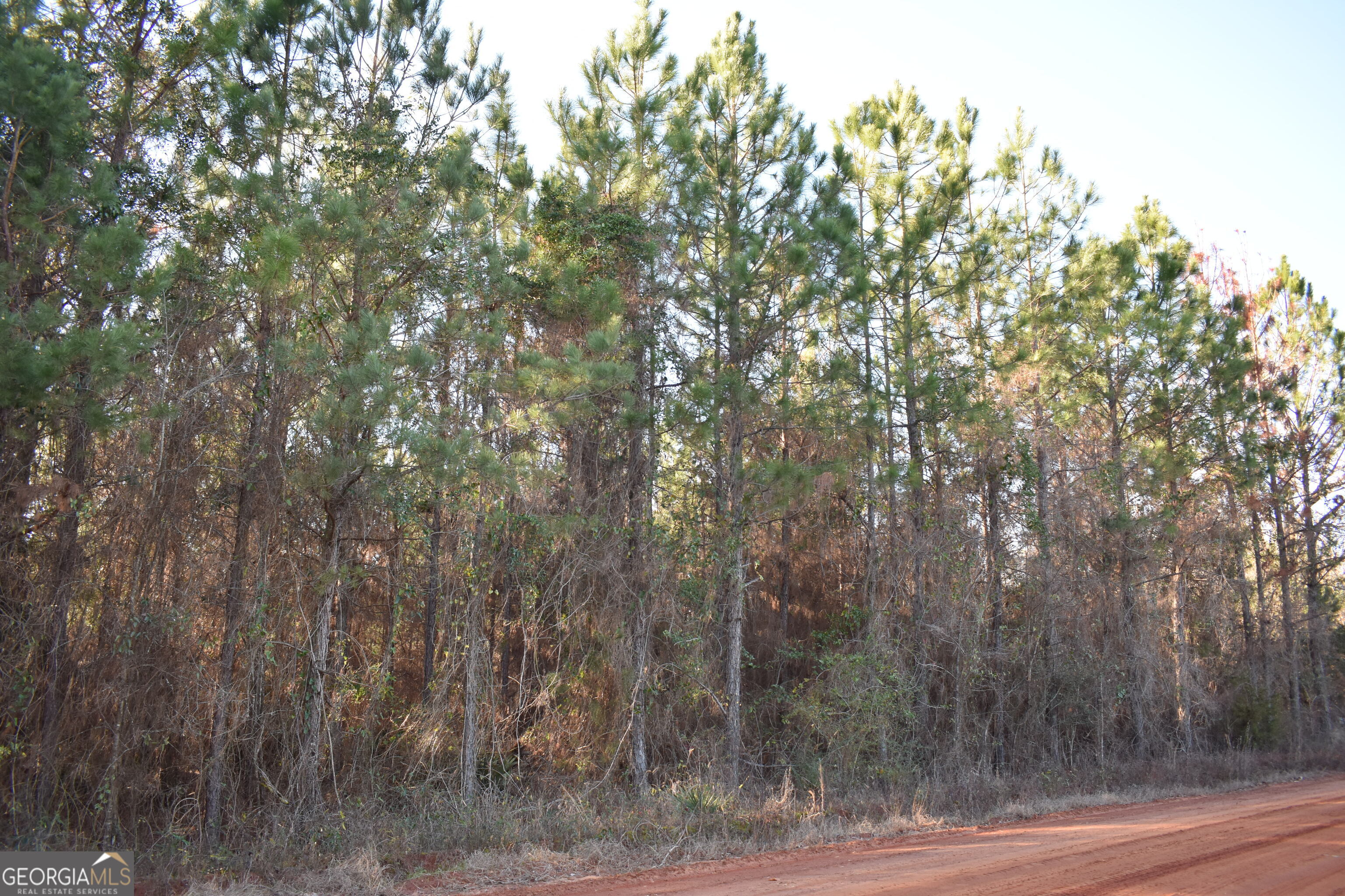 0 Bancroft Road Blakely, GA 39823 - Photo 6 of 7 a view of forest