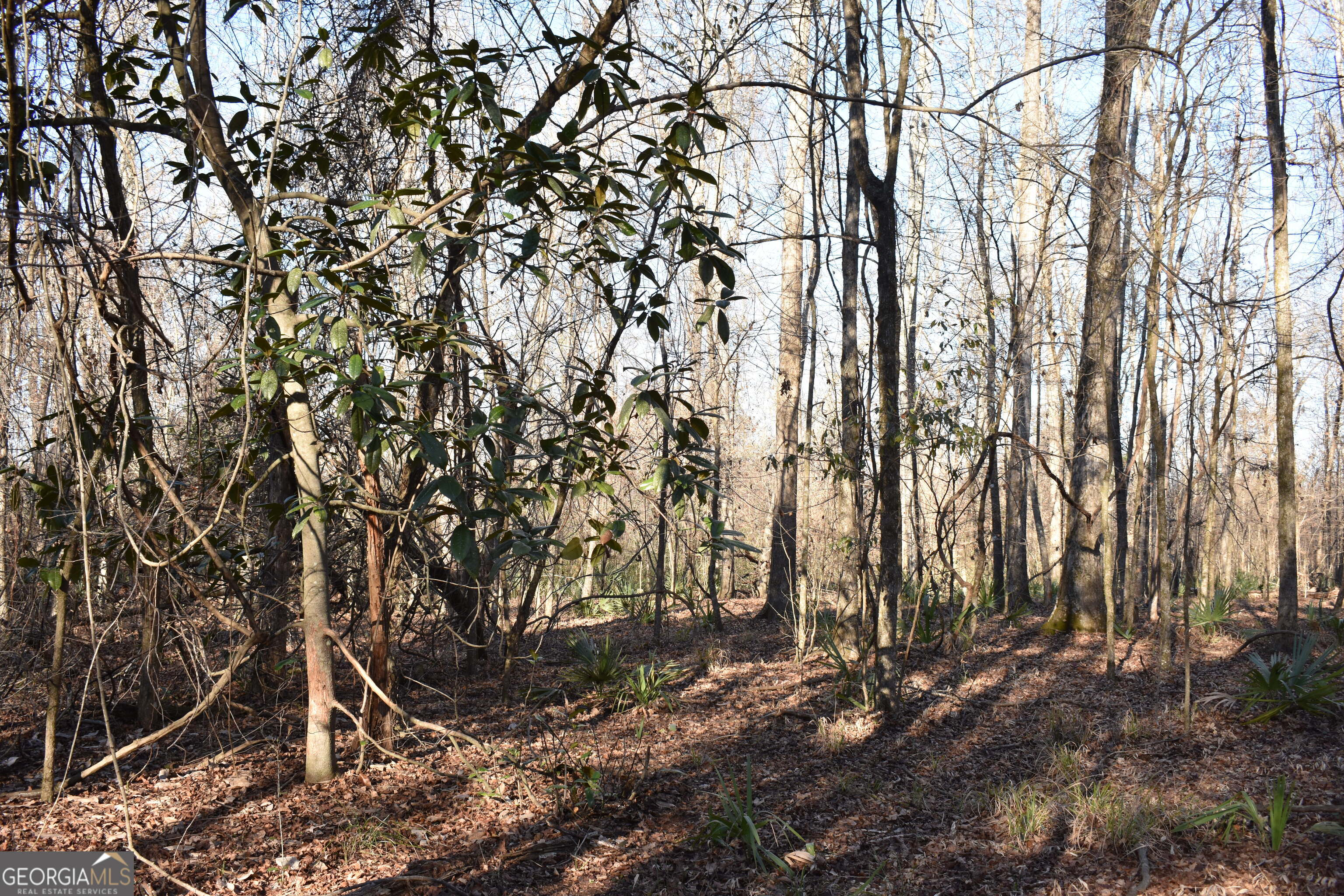 0 Bancroft Road Blakely, GA 39823 - Photo 7 of 7 a backyard of a house with lots of trees