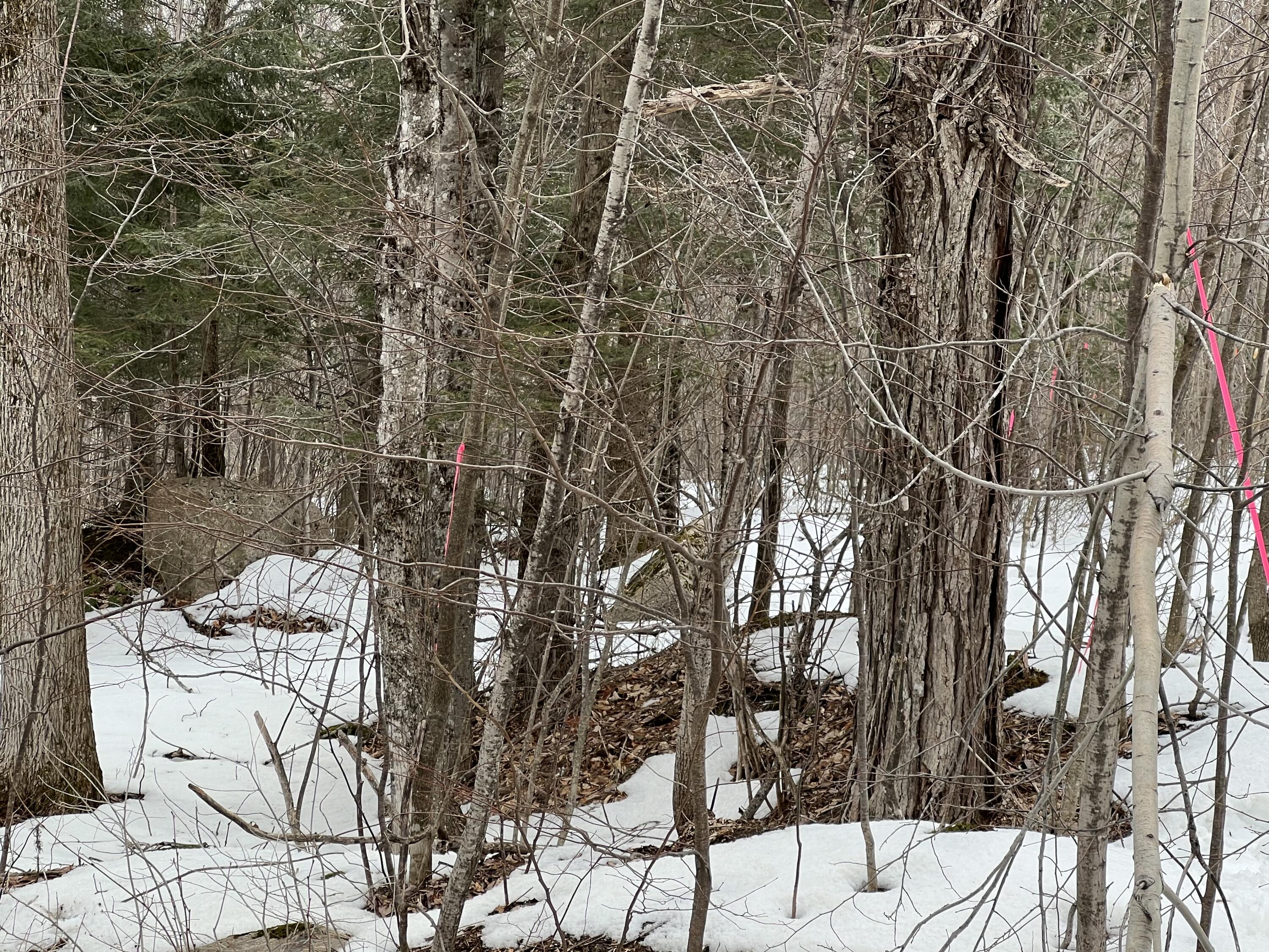 Tbd Bigelow Road St. Albans, ME 04971 - Photo 5 of 8 Bigelow Rd 5