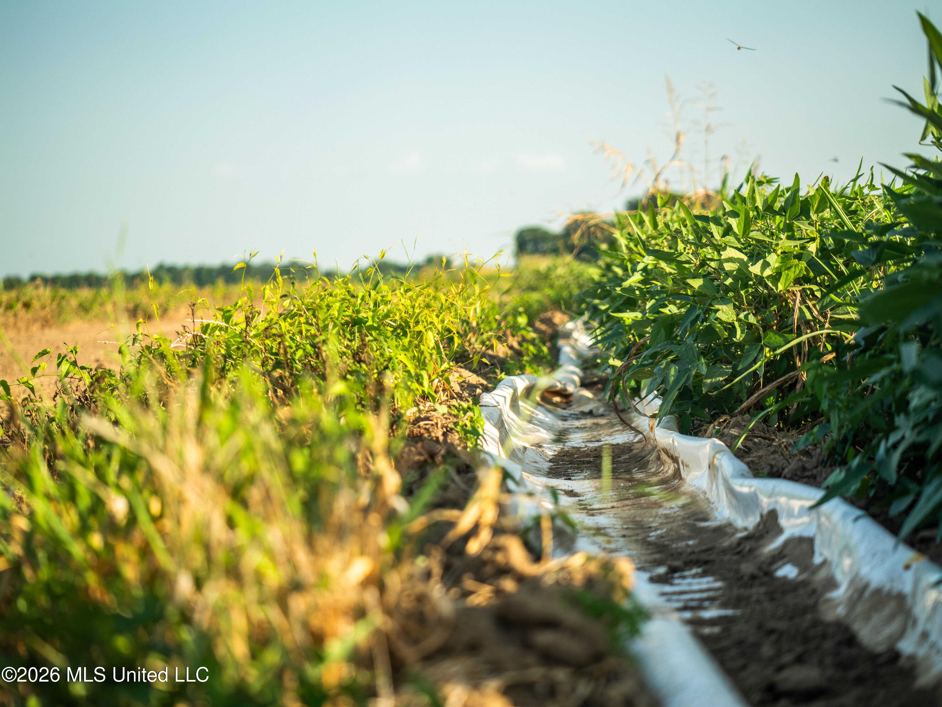 West Sturdivant White Rock Road Drew, MS 38737 - Photo 4 of 25 P1016183
