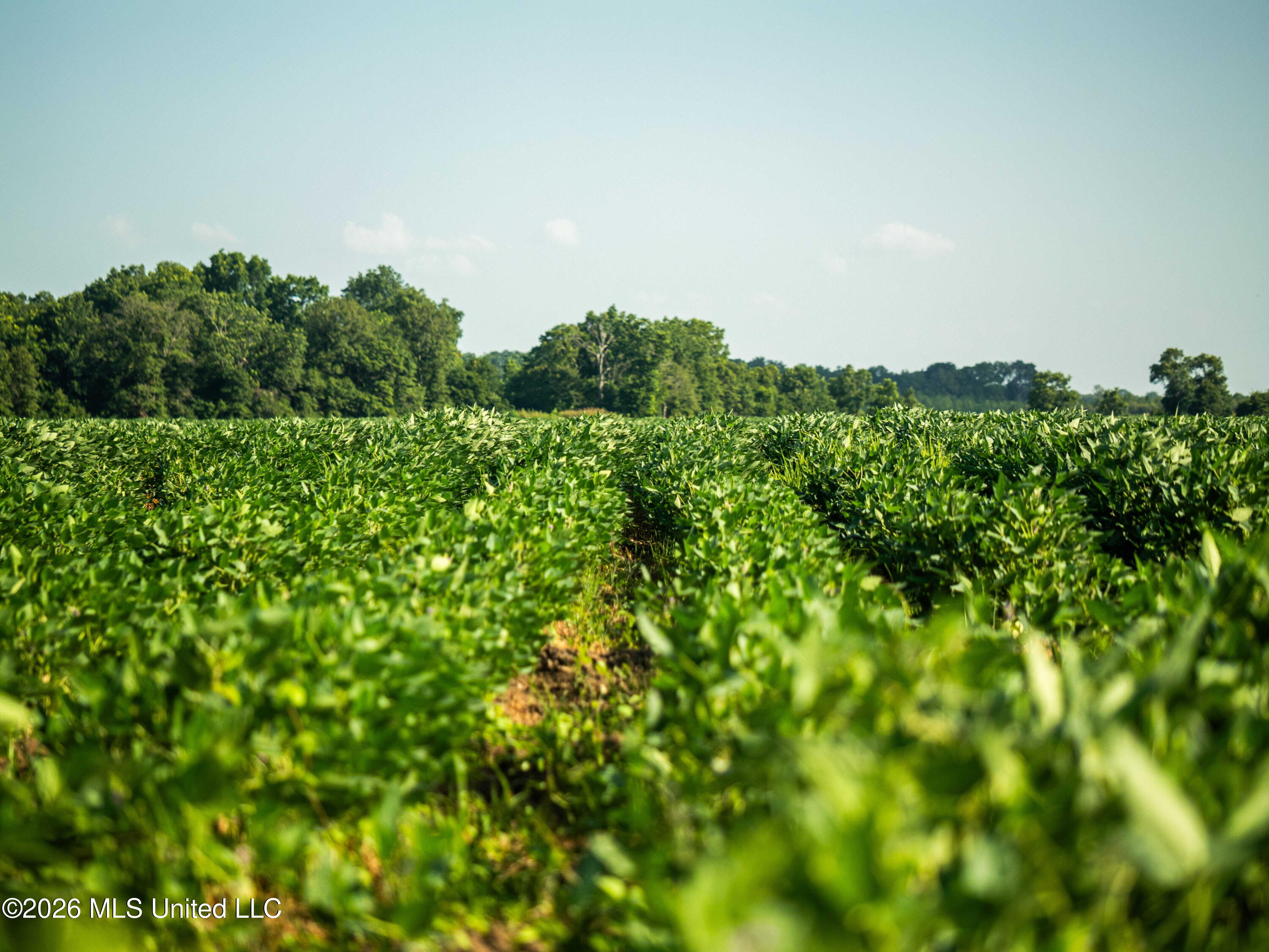 West Sturdivant White Rock Road Drew, MS 38737 - Photo 6 of 25 P1016162