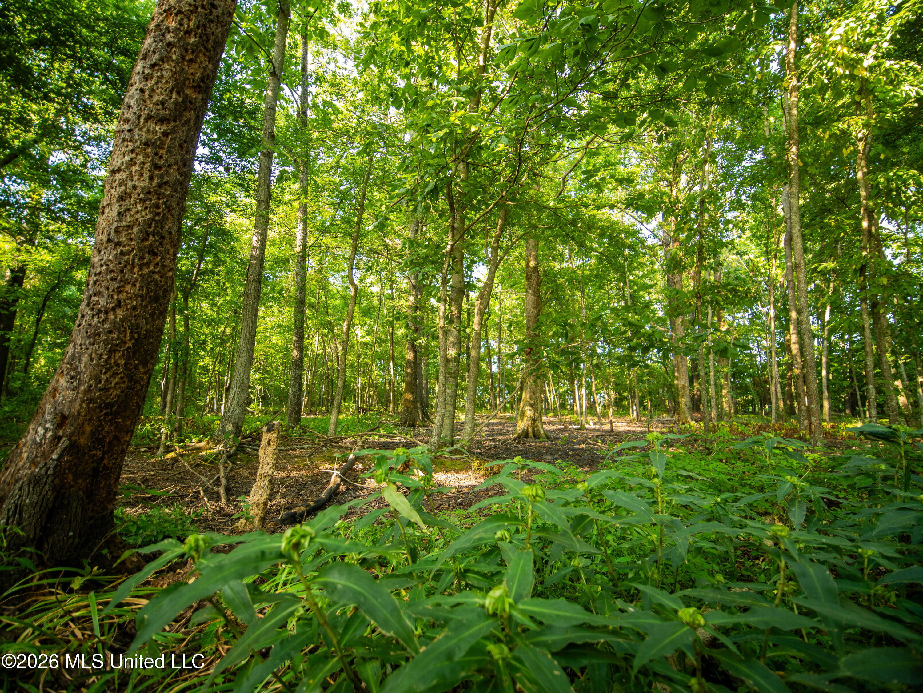 West Sturdivant White Rock Road Drew, MS 38737 - Photo 8 of 25 P1016176